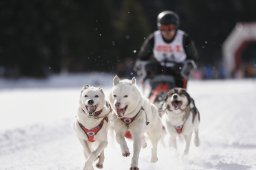 Lenzerheide 2013